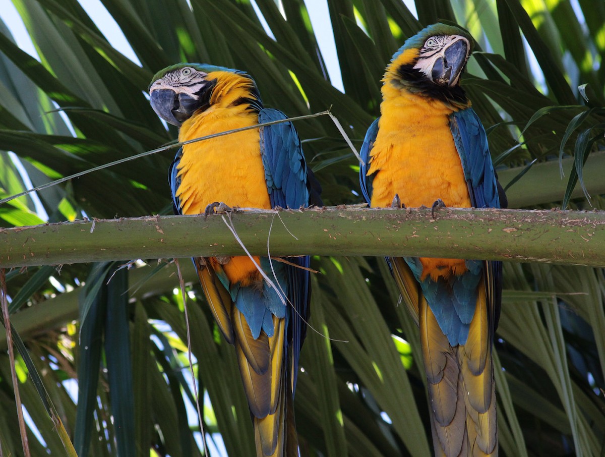 Blue-and-yellow Macaw - ML72353301