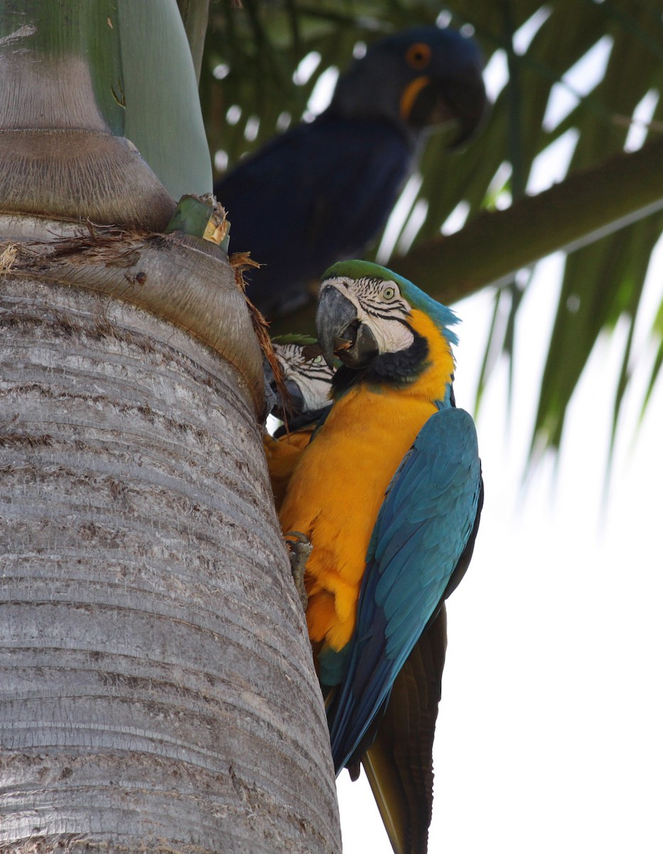 Blue-and-yellow Macaw - ML72353311