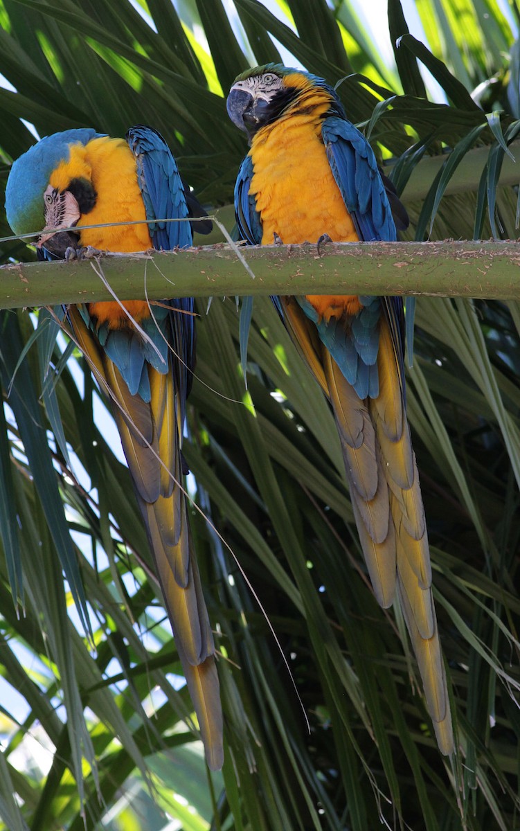 Blue-and-yellow Macaw - ML72353321