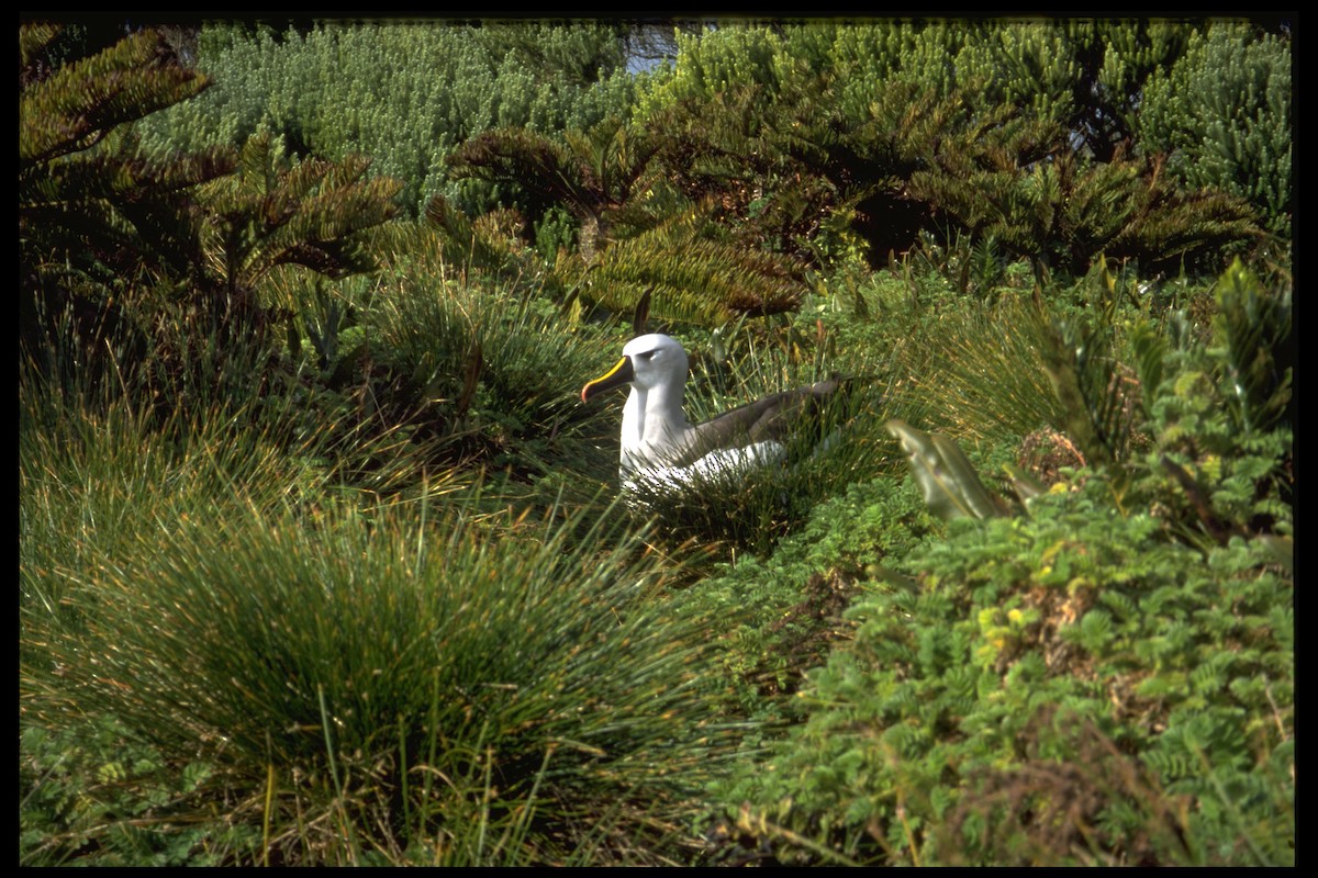 Atlantic Yellow-nosed Albatross - Iain Downie