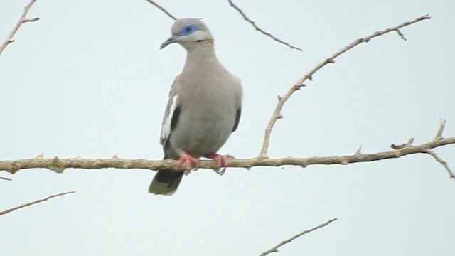 West Peruvian Dove - ML723548