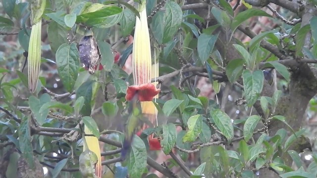 Sword-billed Hummingbird - ML723572