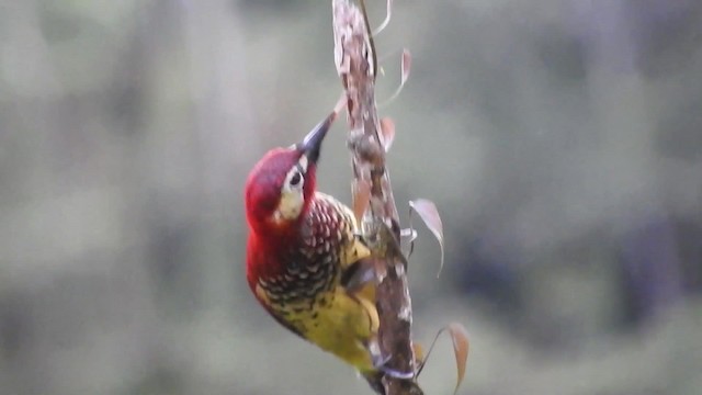 Crimson-mantled Woodpecker (Crimson-mantled) - ML723573