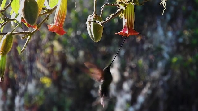 Sword-billed Hummingbird - ML723579