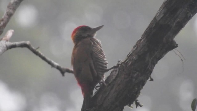 Red-rumped Woodpecker - ML723584