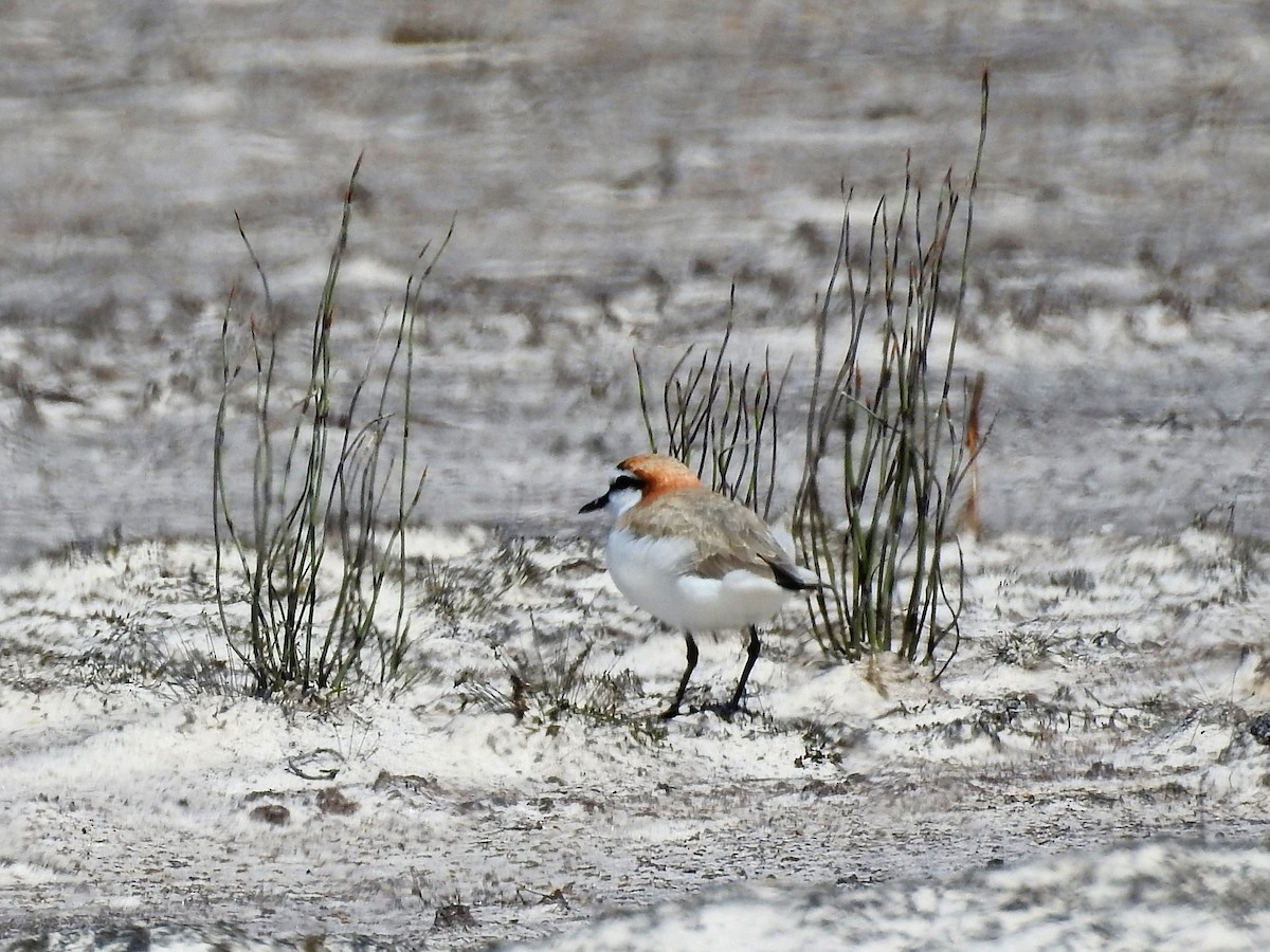 Red-capped Plover - Paul Ashley