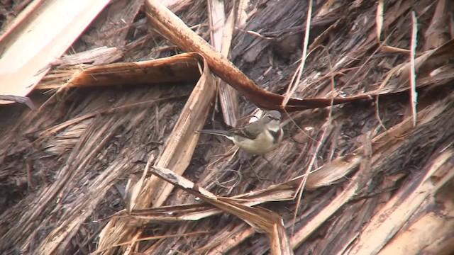 Cape Wagtail - ML723625