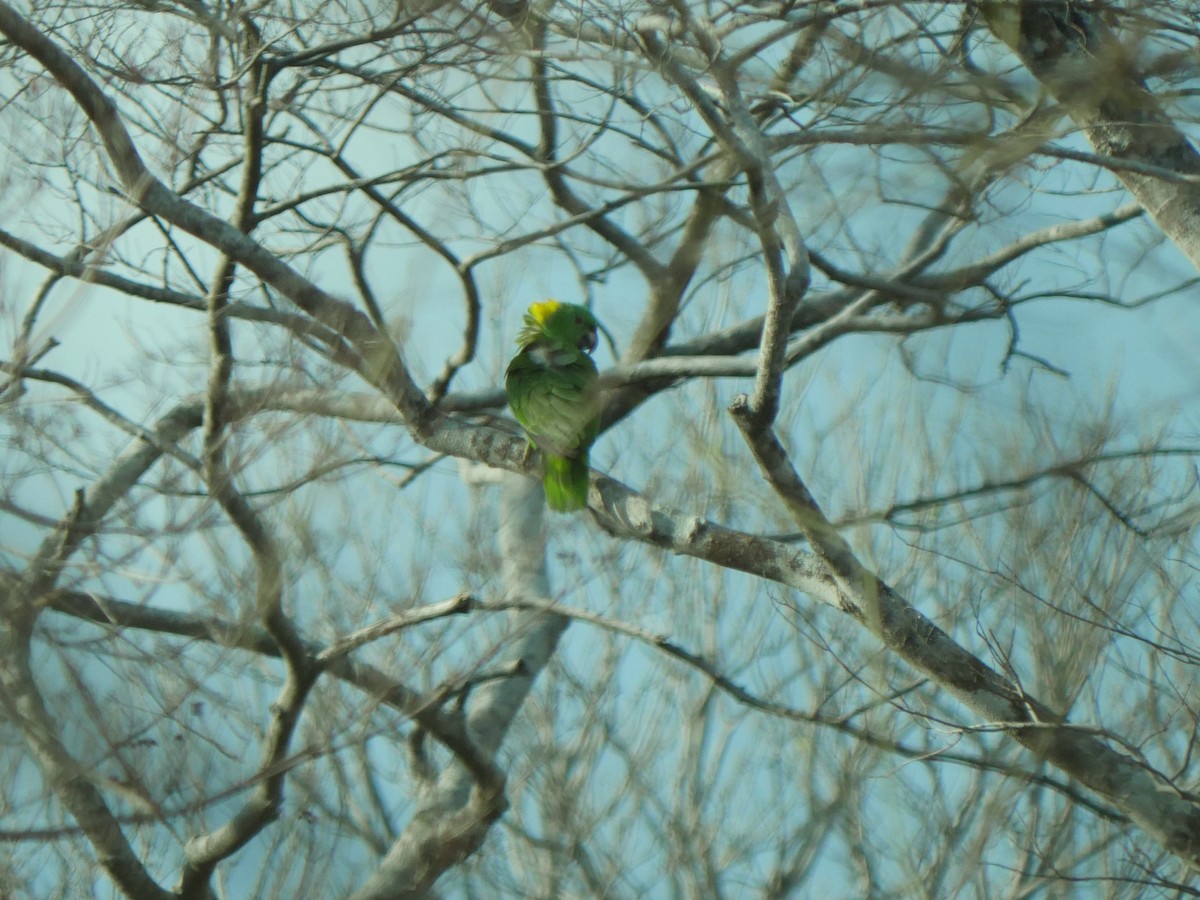 Yellow-naped Parrot - Mike Grant