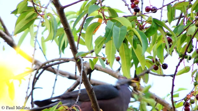 Band-tailed Pigeon (White-necked) - ML723628