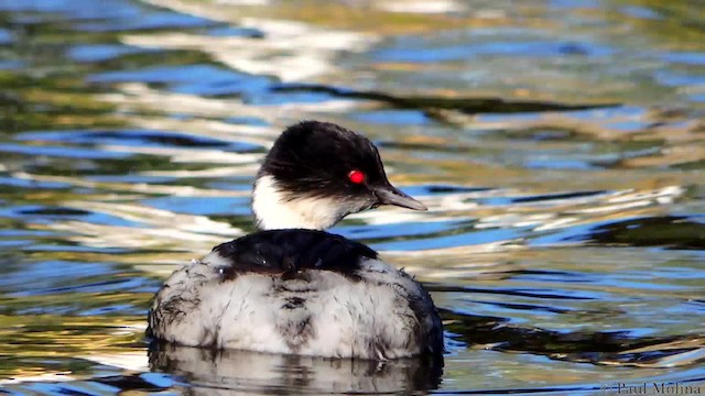 Silvery Grebe (Andean) - ML723632
