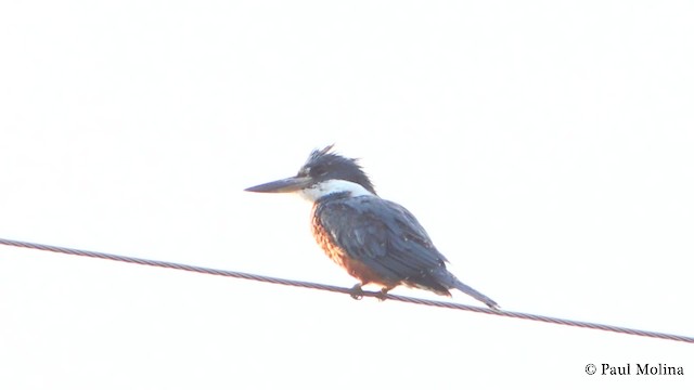 Ringed Kingfisher (Northern) - ML723634