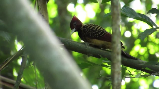 Rufous-headed Woodpecker - ML723635