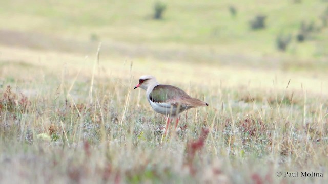 Andean Lapwing - ML723636