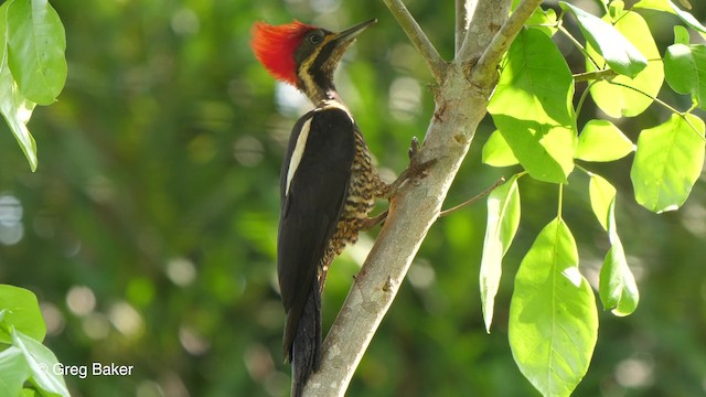 Lineated Woodpecker (Lineated) - ML723662