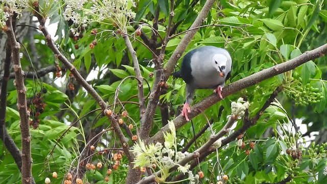 Pacific Imperial-Pigeon - ML723676