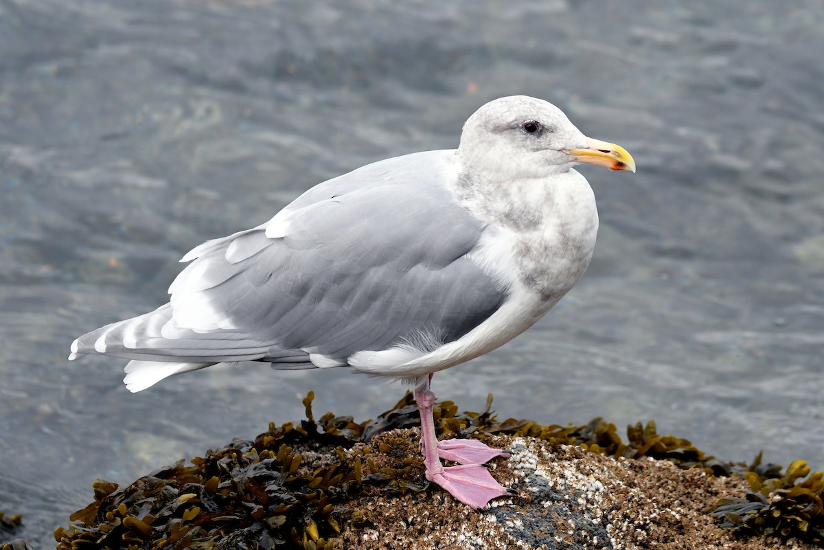 Glaucous-winged Gull - Jesse Anderson