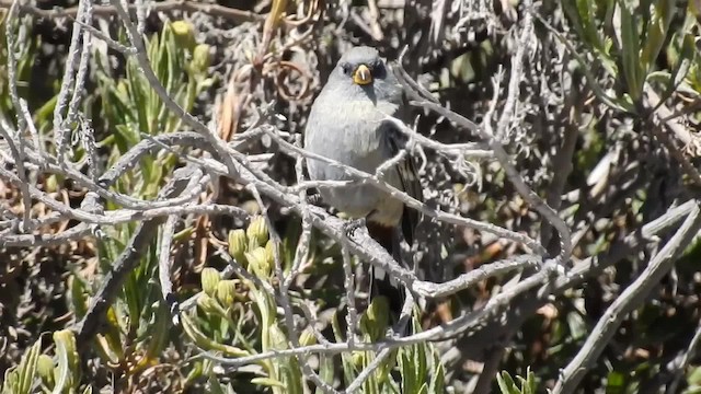 Band-tailed Seedeater - ML723687