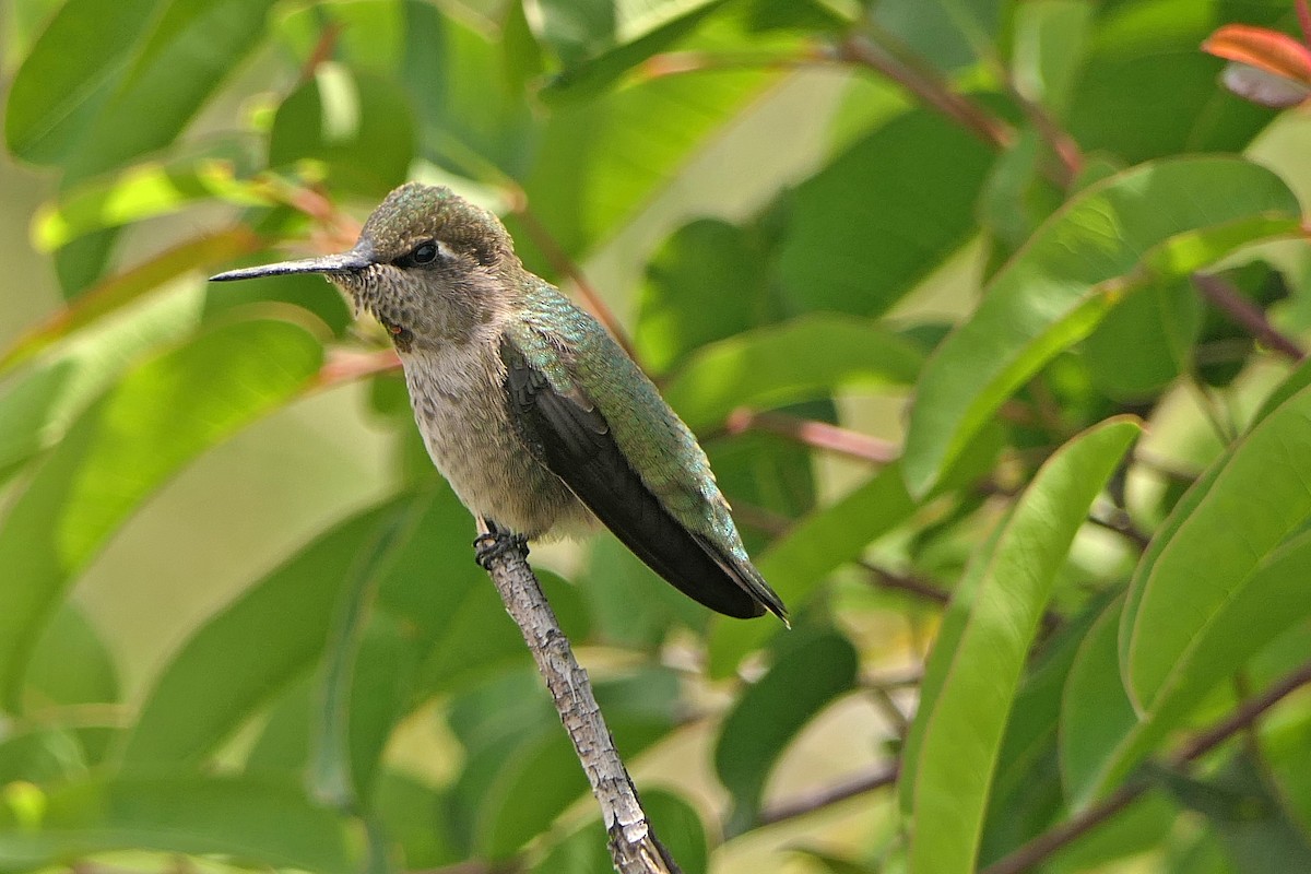 Anna's Hummingbird - ML72371991