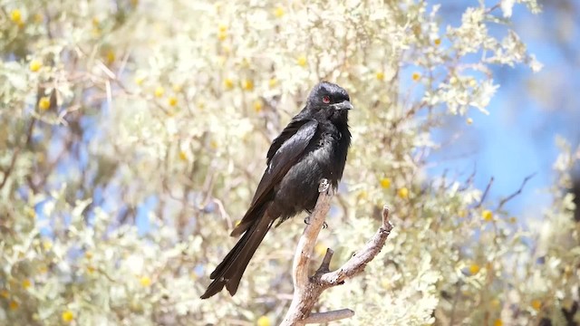 Fork-tailed Drongo (Clancey's) - ML723743