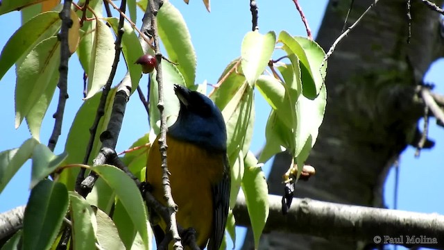 Blue-and-yellow Tanager (Green-mantled) - ML723763