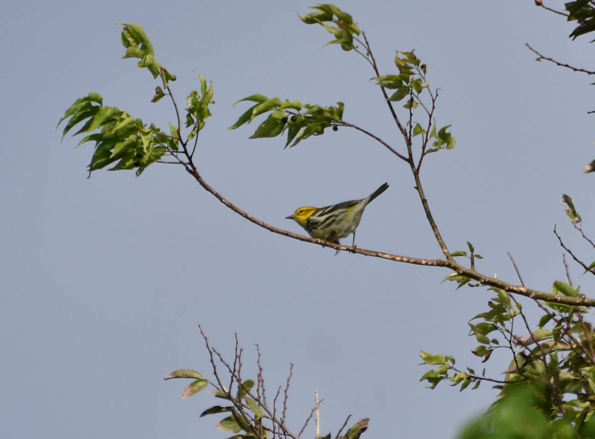 Black-throated Green Warbler - Thomas Rohtsalu