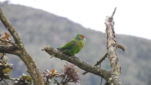 Red-faced Parrot - ML723776
