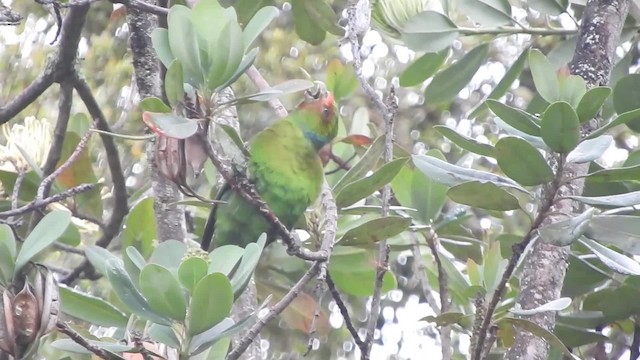 Red-faced Parrot - ML723777