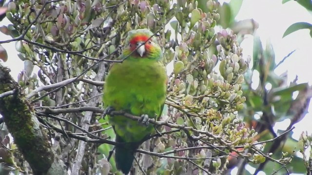 Red-faced Parrot - ML723779