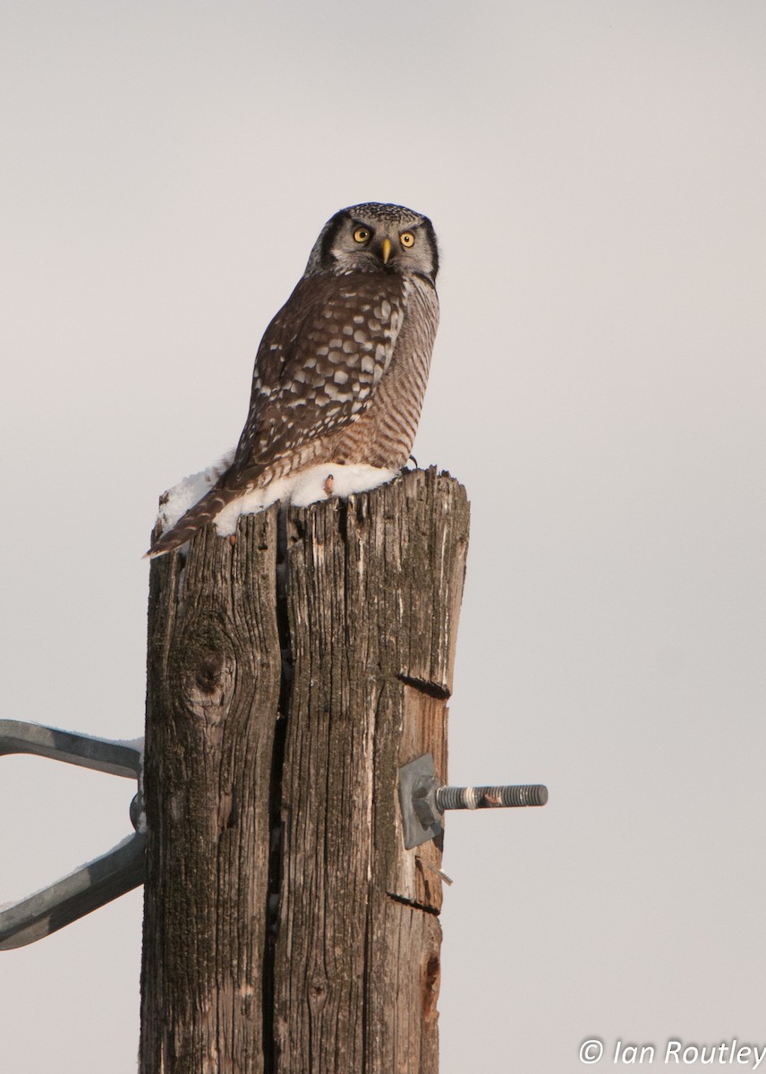 Northern Hawk Owl - ML72378741