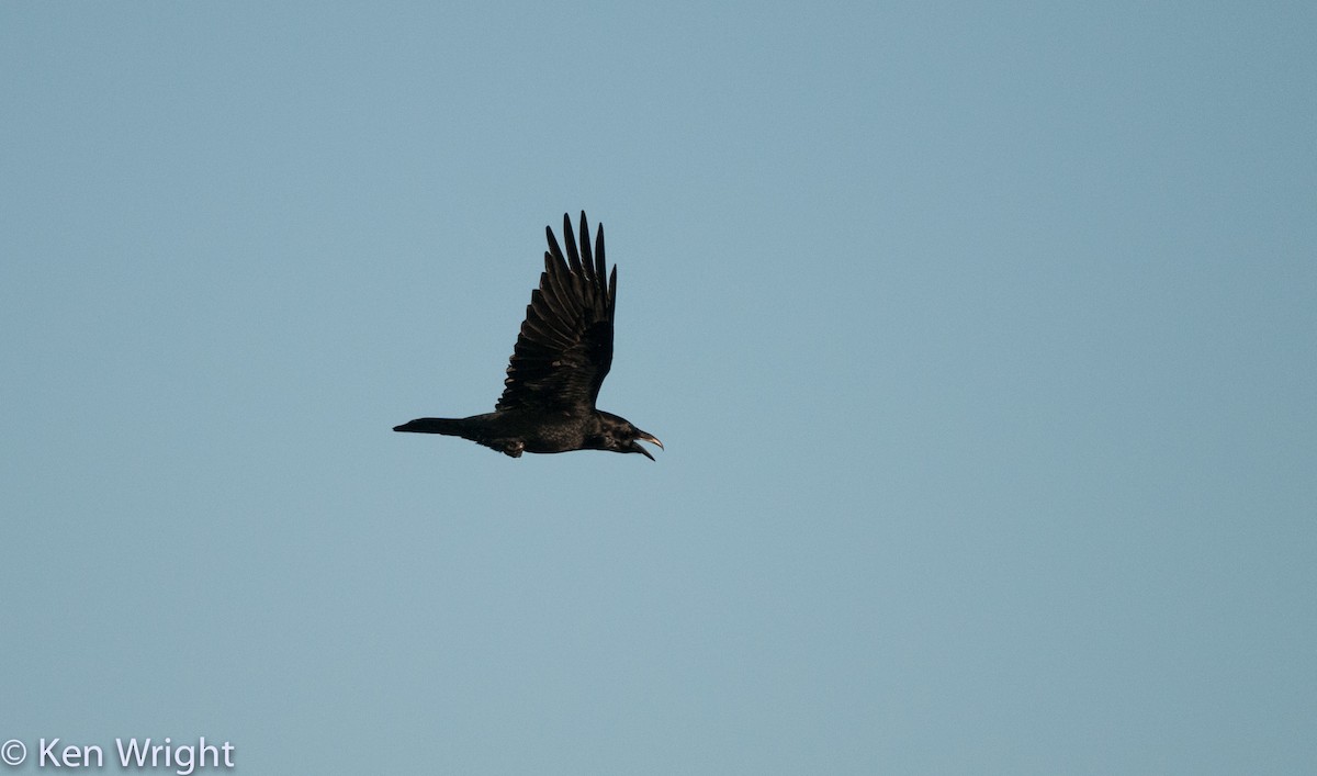 Common Raven - Ken Wright