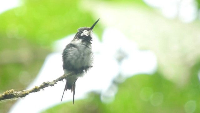  - Esmeraldas Woodstar