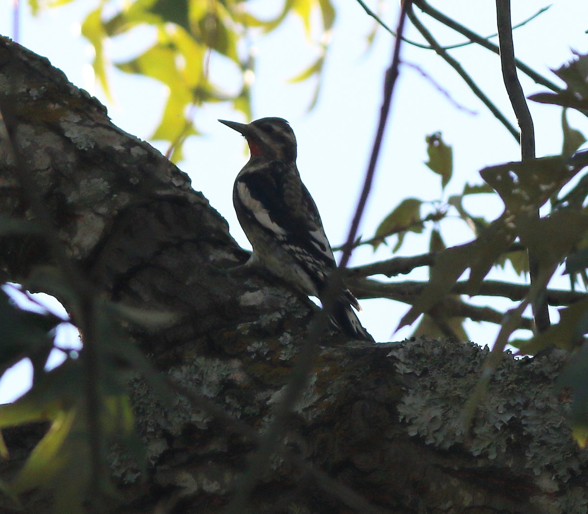 Yellow-bellied Sapsucker - Patricia Isaacson