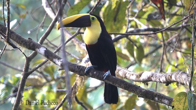 Yellow-throated Toucan (Chestnut-mandibled) - ML723829