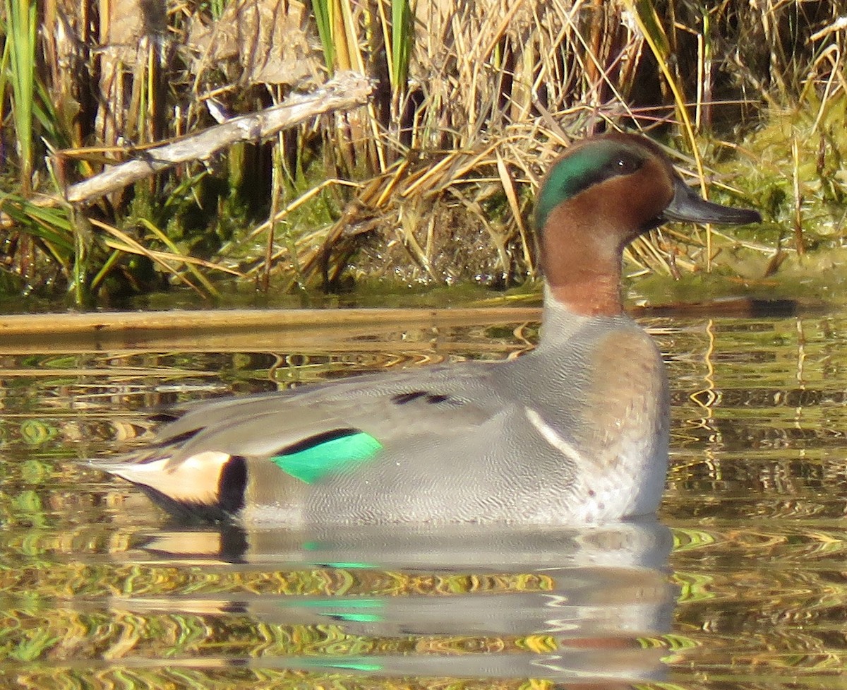 Green-winged Teal - ML72383601