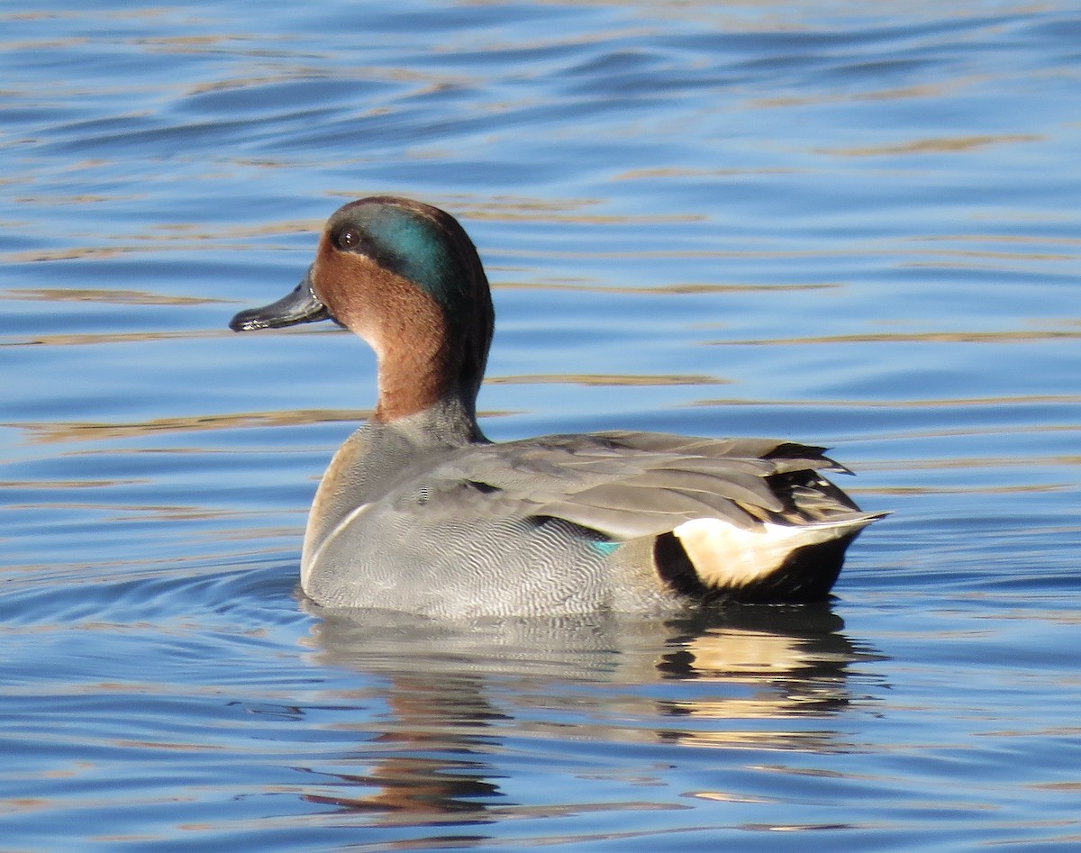 Green-winged Teal - ML72383631