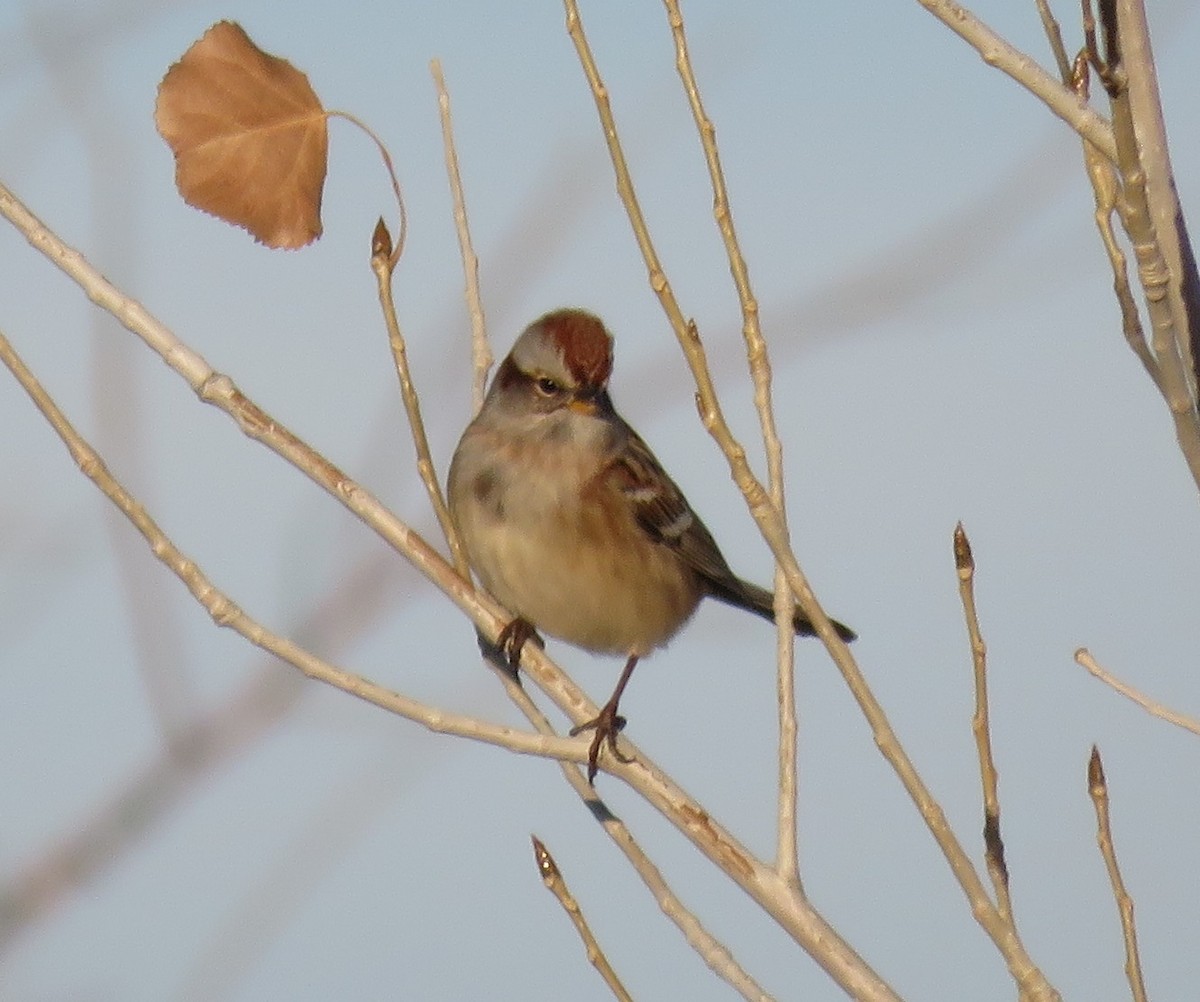 American Tree Sparrow - Jan Thom