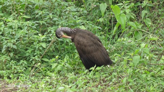Limpkin (Brown-backed) - ML723842