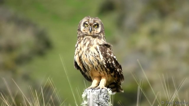 Short-eared Owl (South American) - ML723843