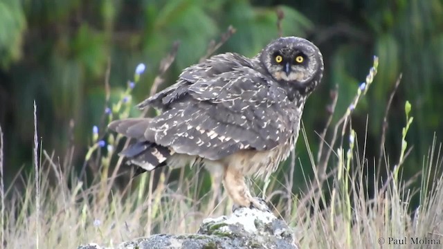 Short-eared Owl (South American) - ML723845