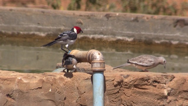 Red-crested Cardinal - ML723853