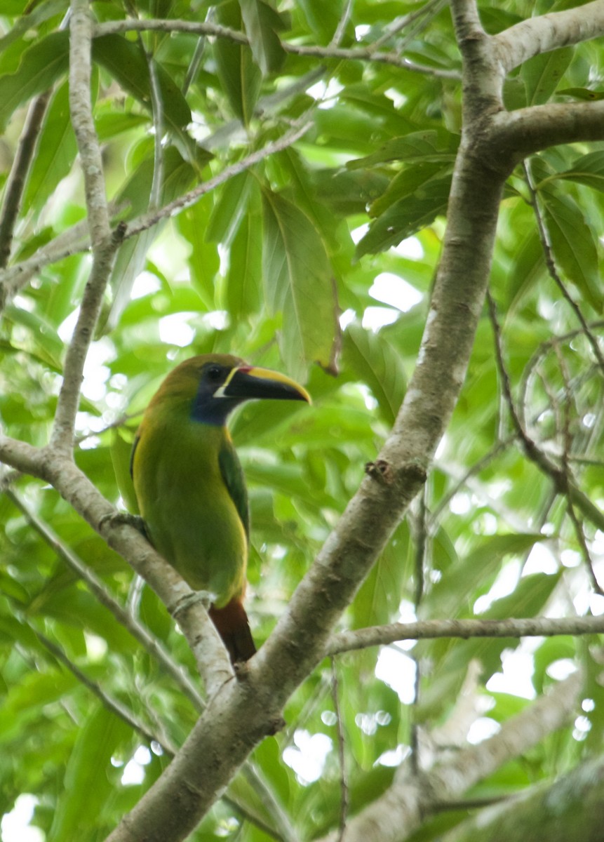 Northern Emerald-Toucanet (Blue-throated) - Will Sweet