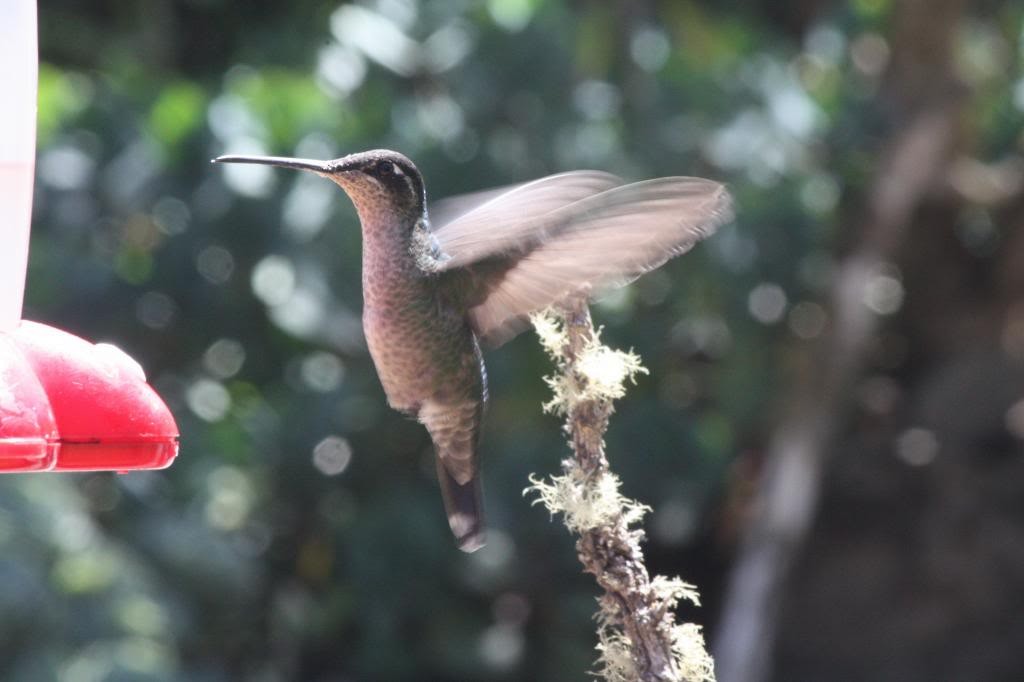 Talamanca Hummingbird - Corey Lange