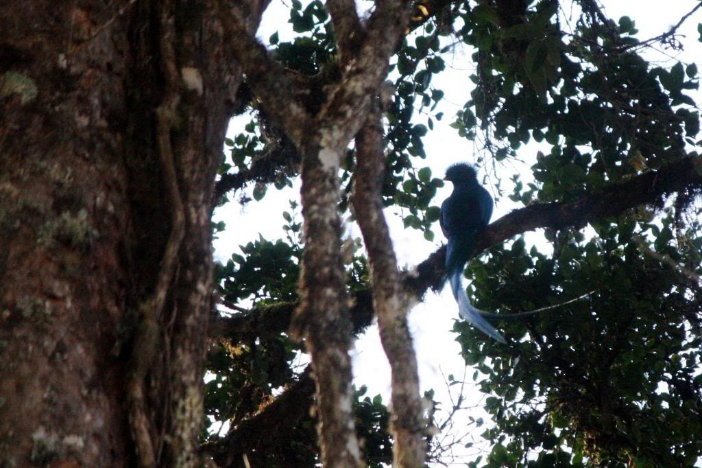Quetzal Guatemalteco (costaricensis) - ML72390241