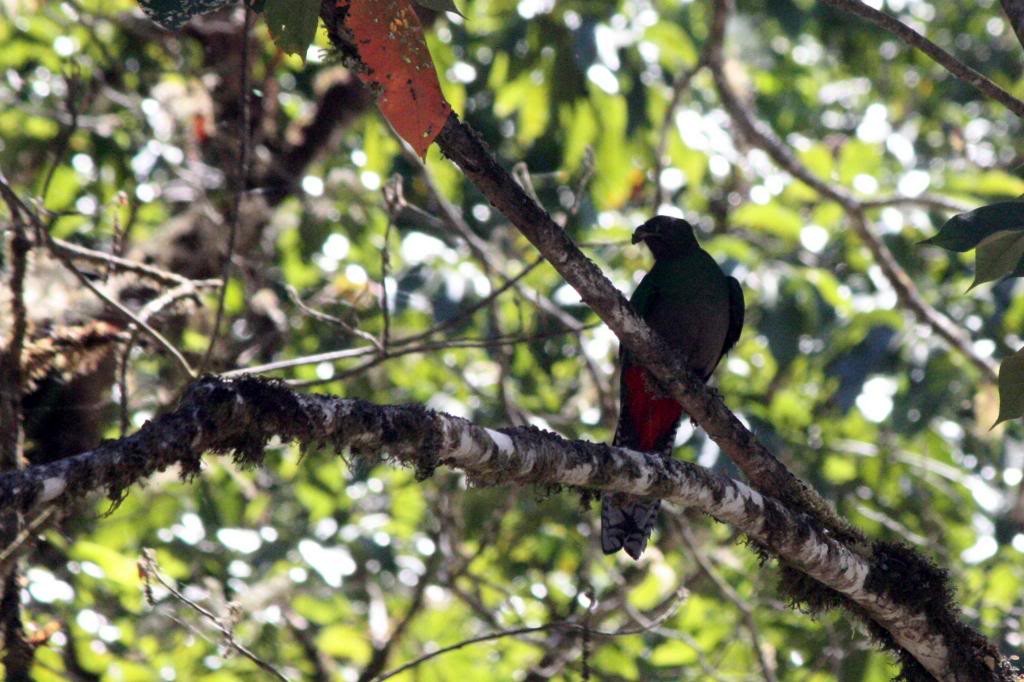 Resplendent Quetzal (Costa Rican) - ML72390251