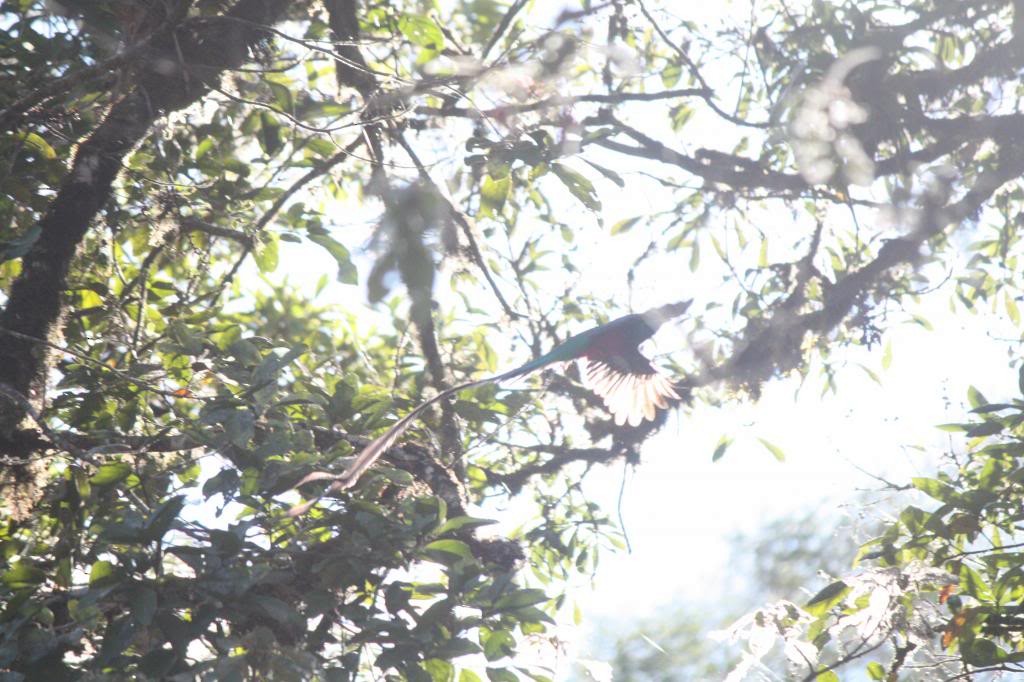 Quetzal Guatemalteco (costaricensis) - ML72390261