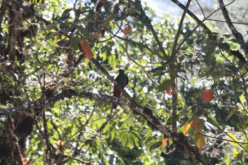 Quetzal Guatemalteco (costaricensis) - ML72390271