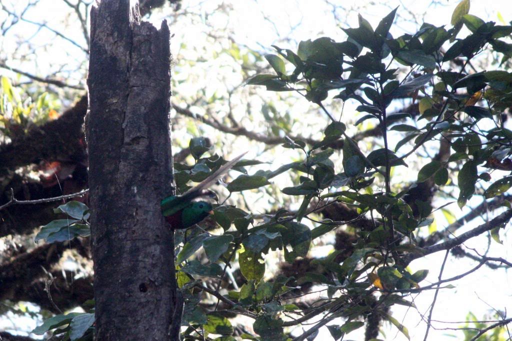 Quetzal Guatemalteco (costaricensis) - ML72390281