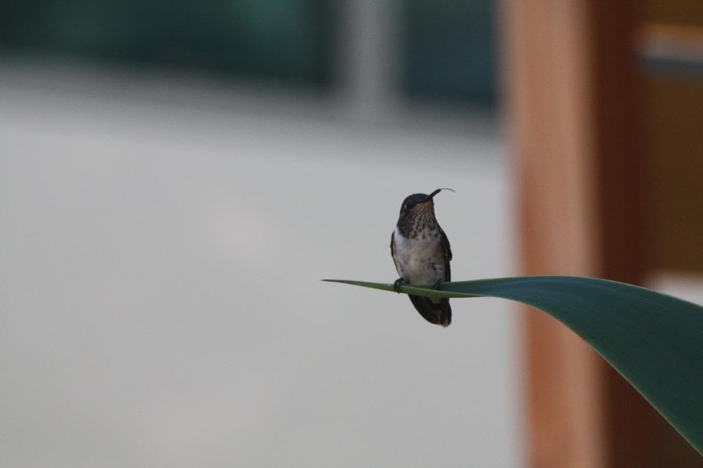 Scintillant Hummingbird - ML72390661