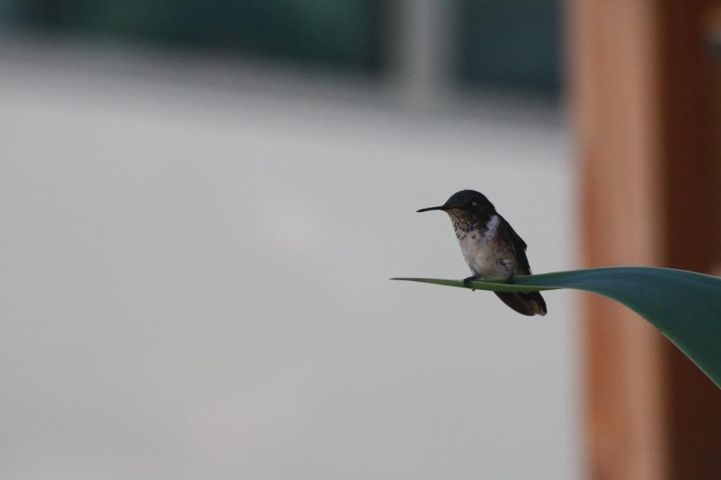 Scintillant Hummingbird - ML72390671