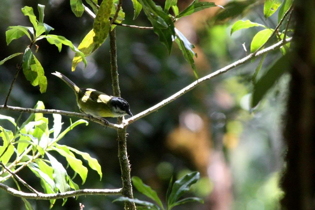 Sooty-capped Chlorospingus - ML72390841